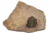 Beautiful Metacanthina Trilobite - Lghaft, Morocco #372458-2